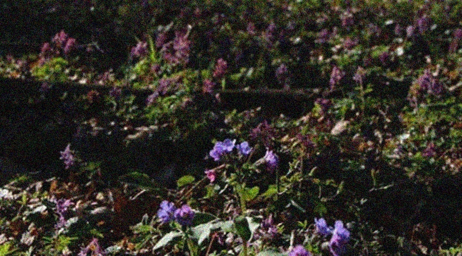 wild herbs field Slovakia